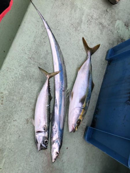 渋いの中でも青物＆太刀魚！